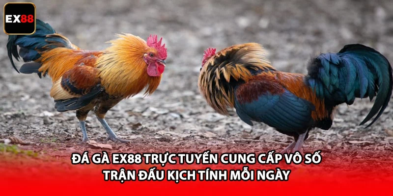 Đá gà EX88 trực tuyến cung cấp vô số trận đấu kịch tính mỗi ngày