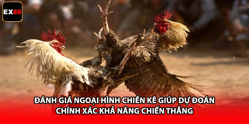 Đánh giá ngoại hình chiến kê giúp dự đoán chính xác khả năng chiến thắng