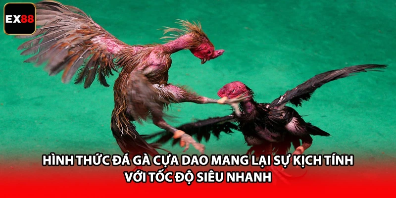 Hình thức đá gà cựa dao mang lại sự kịch tính với tốc độ siêu nhanh
